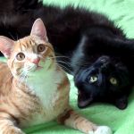 ColeandMarmalade
