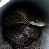 ほぼゴキブリチャンネル