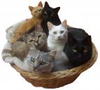 猫達の幸せを守る会