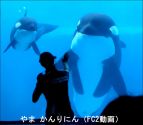 やま かんりにん
